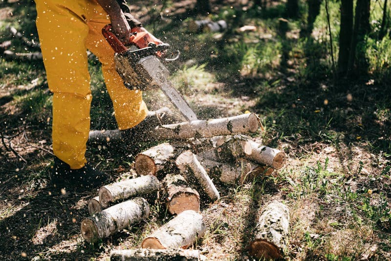 Hazardous dead tree removal near home in the Sierra Foothills