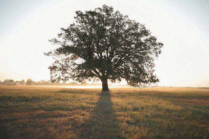 How Much Does Tree Removal Cost in Calaveras County?