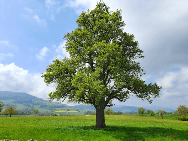 The Best Time of Year for Tree Removal in California