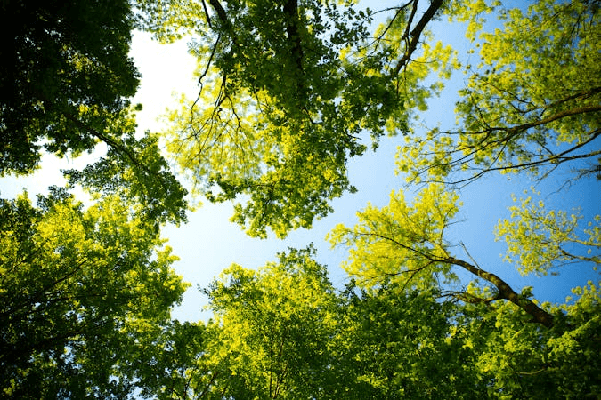 How to Tell If a Tree Is Dead or Just Dormant