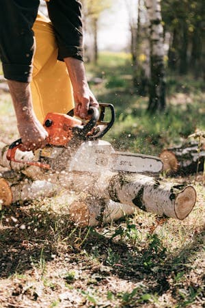 Top 5 Signs You Need Tree Removal on Your California Property